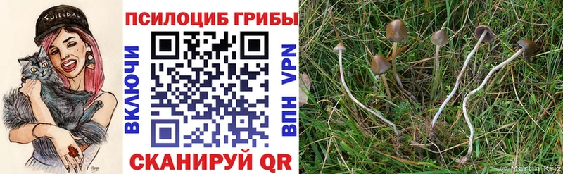 Псилоцибиновые грибы Psilocybe  OMG ссылка  Власиха 